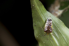 Elasmostethus nubilus