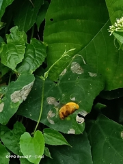 Xylocopa aestuans