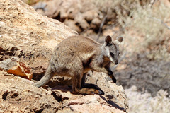 Petrogale lateralis
