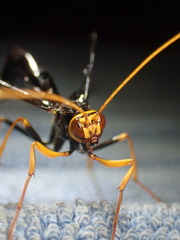 Megarhyssa atrata