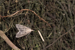 Diplopseustis perieresalis