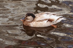 Anas platyrhynchos domesticus