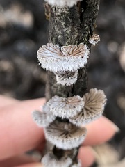 Schizophyllum