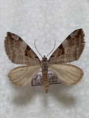 Aplocera praeformata