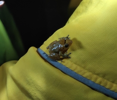 Diasporus diastema