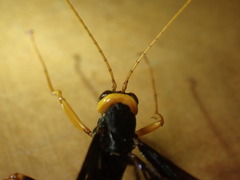 Megarhyssa atrata