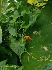 Xylocopa aestuans