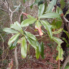 Magnolia grandiflora
