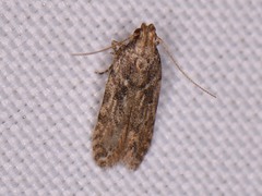 Hypatima