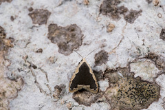 Diduga taiwana