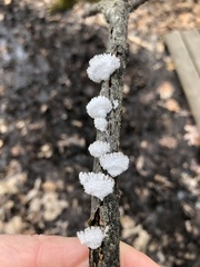 Schizophyllum