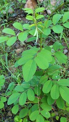 Indigofera hirsuta