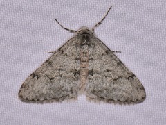 Phigalia strigataria