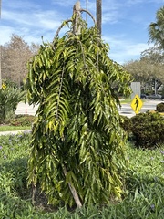 Koelreuteria bipinnata