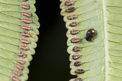Dypsocus tappanensis