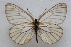 Aporia crataegi banghaasi