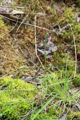 Camassia leichtlinii