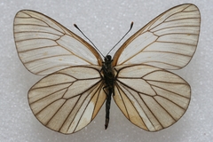 Aporia crataegi banghaasi