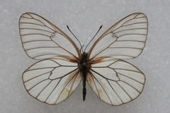 Aporia crataegi banghaasi
