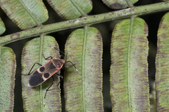 Physopelta gutta gutta