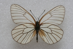 Aporia crataegi banghaasi