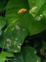 Xylocopa aestuans
