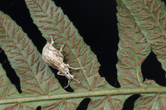 Dermatoxenus caesicollis