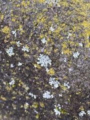 Phaeophyscia hirsuta