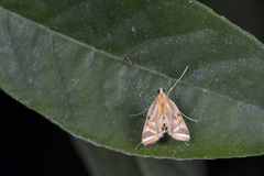 Eoophyla conjunctalis