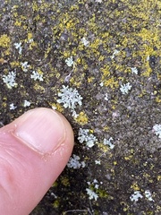 Phaeophyscia hirsuta