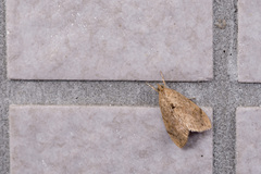 Crocidolomia subhirsutalis