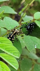 Phiale guttata
