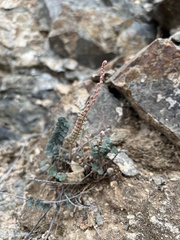 Astrolepis cochisensis