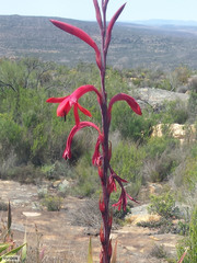 Watsonia vanderspuyae