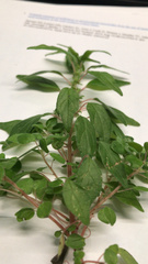 Parietaria pensylvanica
