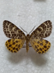 Arichanna melanaria