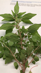 Parietaria pensylvanica
