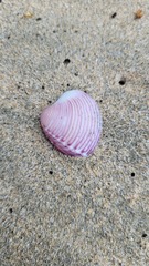 Hysteroconcha lupanaria
