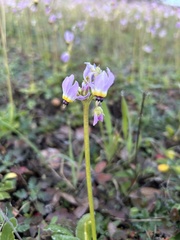 Primula clevelandii