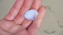 Hysteroconcha lupanaria