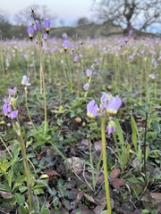 Primula clevelandii