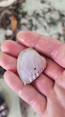 Hysteroconcha lupanaria