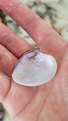 Hysteroconcha lupanaria