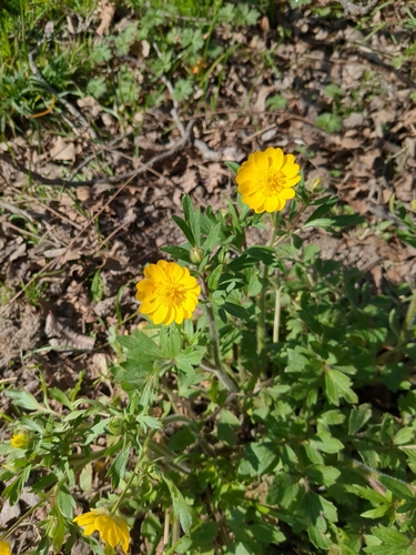 Image of Ranunculus macranthus by no rights reserved