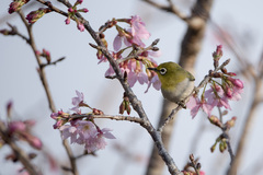 Zosterops simplex simplex