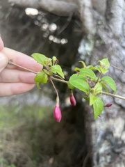 Fuchsia magellanica
