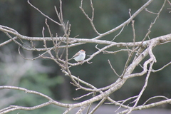 Spizella passerina