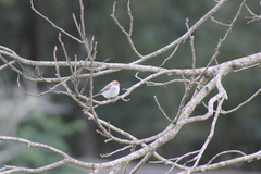 Spizella passerina