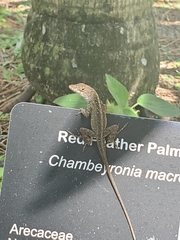 Anolis sagrei