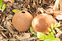Couroupita guianensis